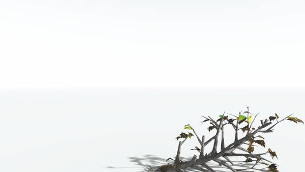 EVERYPlant Breadnut LowPoly 1 --12 Models--