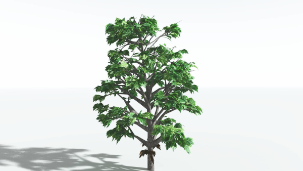 EVERYPlant Breadnut LowPoly 1 --12 Models--