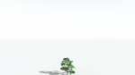 EVERYPlant Breadnut LowPoly 1 --12 Models--