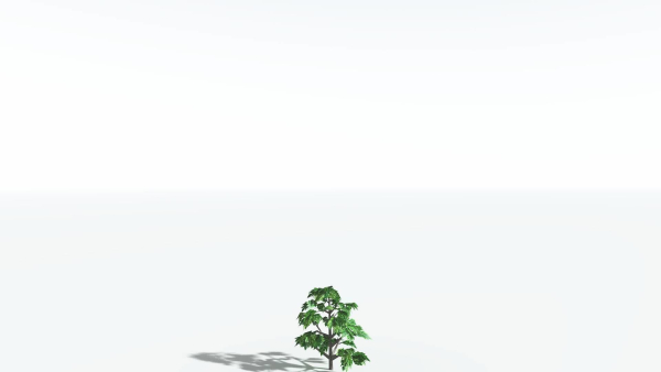 EVERYPlant Breadnut LowPoly 1 --12 Models--