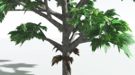 EVERYPlant Breadnut LowPoly 1 --12 Models--