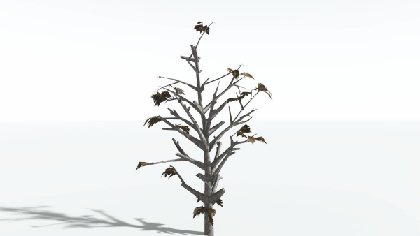 EVERYPlant Breadnut LowPoly 1 --12 Models--