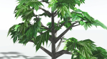 EVERYPlant Breadnut LowPoly 1 --12 Models--