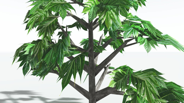 EVERYPlant Breadnut LowPoly 1 --12 Models--
