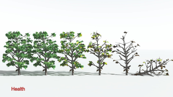 EVERYPlant Breadnut LowPoly 1 --12 Models--