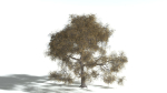 EVERYPlant English Oak 3 --15 Models--