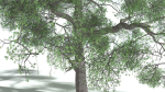 EVERYPlant English Oak 3 --15 Models--