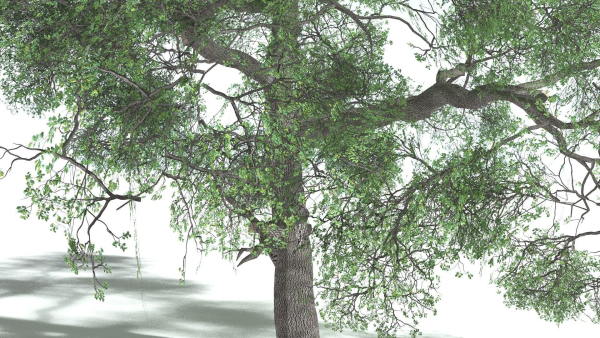 EVERYPlant English Oak 3 --15 Models--