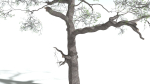 EVERYPlant English Oak 3 --15 Models--