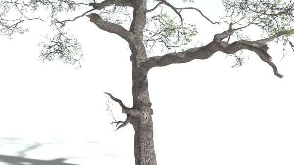 EVERYPlant English Oak 3 --15 Models--