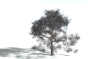 EVERYPlant English Oak 3 --15 Models--