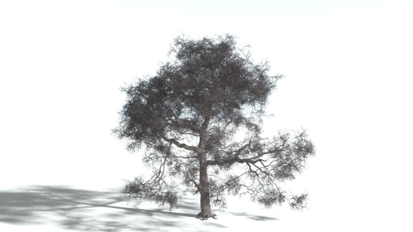 EVERYPlant English Oak 3 --15 Models--
