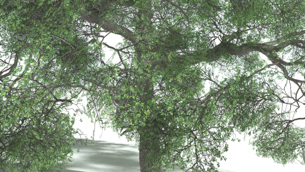 EVERYPlant English Oak 3 --15 Models--