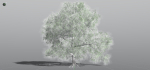 EVERYPlant English Oak 3 --15 Models--