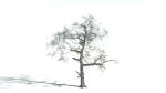 EVERYPlant English Oak 3 --15 Models--