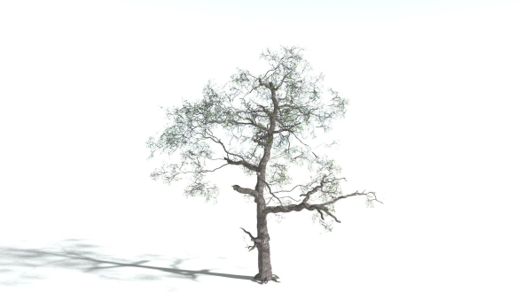 EVERYPlant English Oak 3 --15 Models--