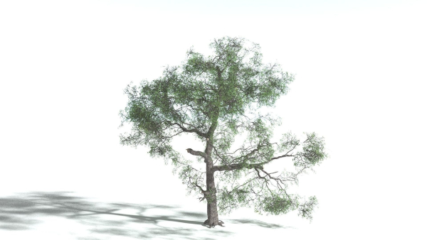 EVERYPlant English Oak 3 --15 Models--