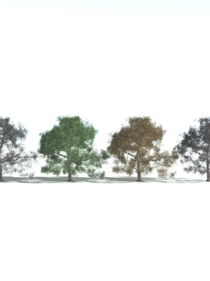 everyplant-english-oak-3-15-models-3d-model-5904c53a9e