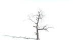EVERYPlant English Oak 3 --15 Models--