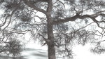 EVERYPlant English Oak 3 --15 Models--