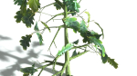 EVERYPlant English Oak 3 --15 Models--