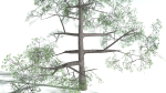 EVERYPlant English Oak 3 --15 Models--