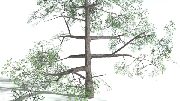 EVERYPlant English Oak 3 --15 Models--
