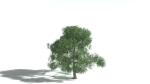 EVERYPlant English Oak 3 --15 Models--