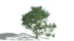 EVERYPlant English Oak 3 --15 Models--