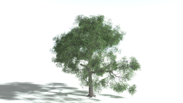 EVERYPlant English Oak 3 --15 Models--
