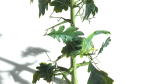 EVERYPlant English Oak 3 --15 Models--
