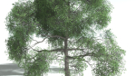 EVERYPlant English Oak 3 --15 Models--