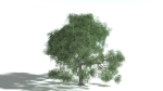 EVERYPlant English Oak 3 --15 Models--