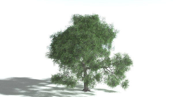 EVERYPlant English Oak 3 --15 Models--