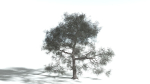 EVERYPlant English Oak 3 --15 Models--