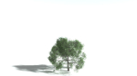 EVERYPlant English Oak 3 --15 Models--