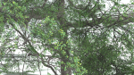 EVERYPlant English Oak 3 --15 Models--