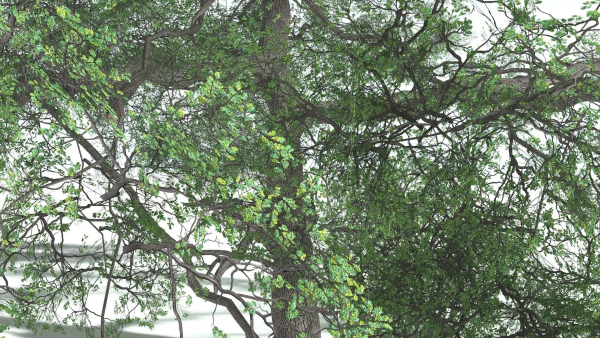 EVERYPlant English Oak 3 --15 Models--