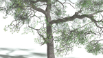 EVERYPlant English Oak 3 --15 Models--