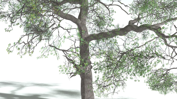 EVERYPlant English Oak 3 --15 Models--