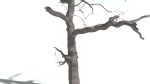 EVERYPlant English Oak 3 --15 Models--