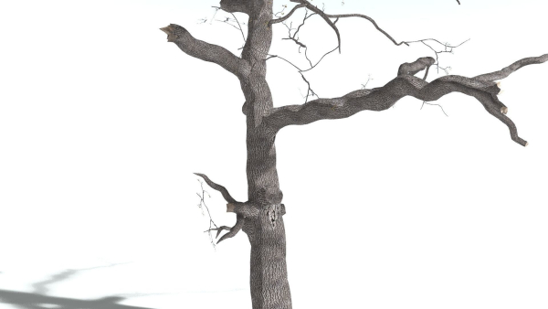 EVERYPlant English Oak 3 --15 Models--