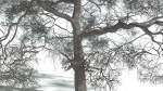 EVERYPlant English Oak 3 --15 Models--