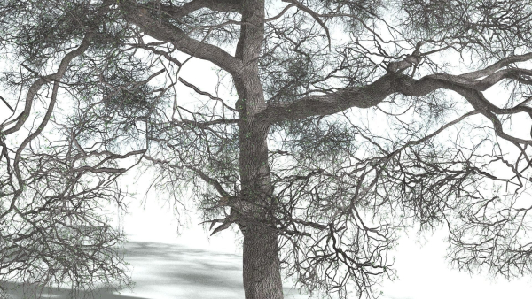 EVERYPlant English Oak 3 --15 Models--