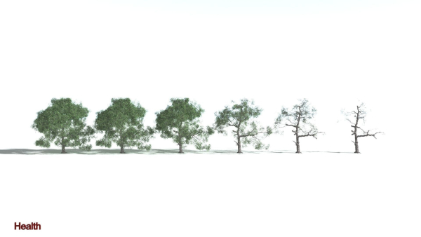 EVERYPlant English Oak 3 --15 Models--