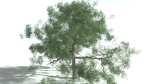 EVERYPlant English Oak 3 --15 Models--