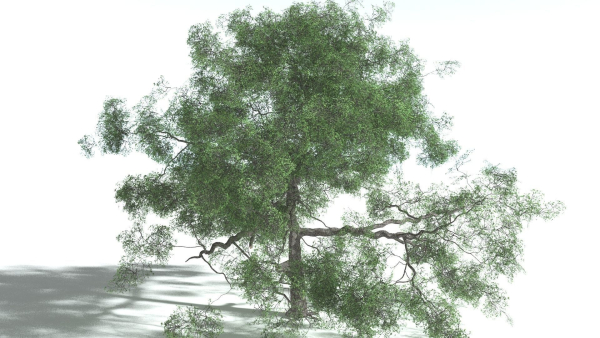 EVERYPlant English Oak 3 --15 Models--
