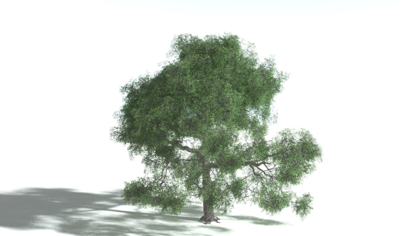 EVERYPlant English Oak 3 --15 Models--