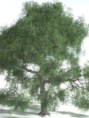 EVERYPlant English Oak 3 --15 Models--