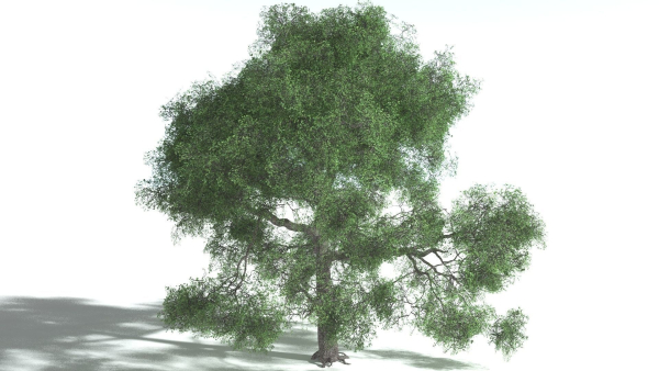 EVERYPlant English Oak 3 --15 Models--
